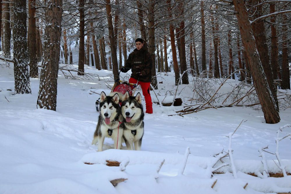 Manuel Calvo se prepara para participar en  el Campeonato de España de carreras de trineo con perros