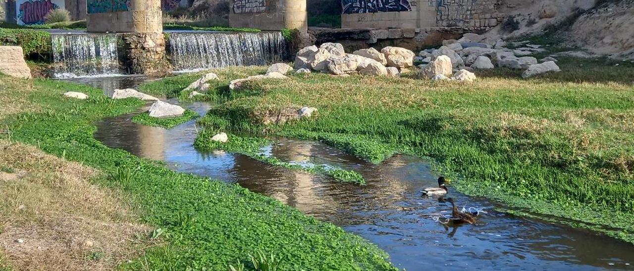 Dos patos en el río Seco-Montnegre, a su paso por El Campello, en una imagen de este invierno