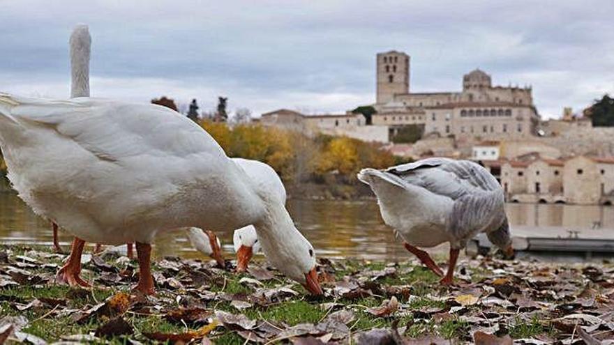 Por qué no debes dar pan ni ningún otro tipo de comida a los patos en Zamora