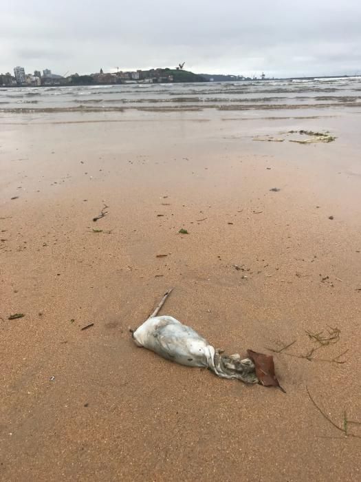 San Lorenzo amanece con ratas y una nueva mancha marrón