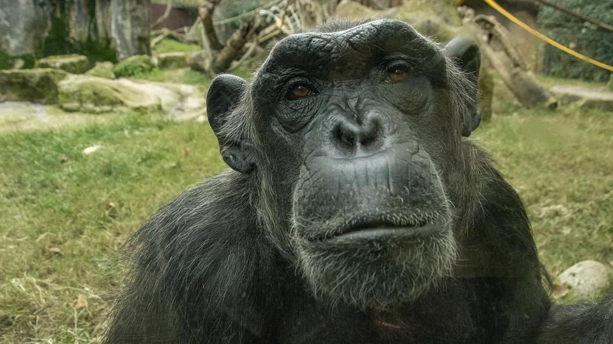 zentauroepp50674547 zoo191031182032 zentauroepp50674547 zoo191031182032