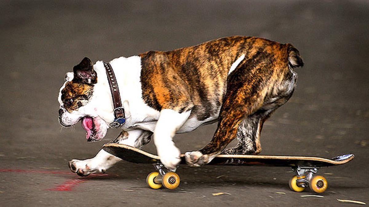 Un ’buldog muntat en un patinet en un parc de la ciutat de Bozeman (EUA).