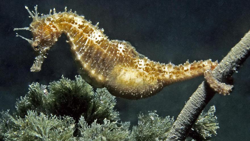 Un ejemplar del caballito de mar.