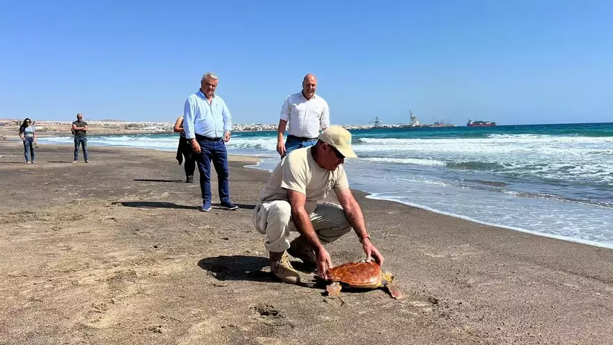 Dos tortugas regresan al mar tras varios meses recuperándose en Fuerteventura