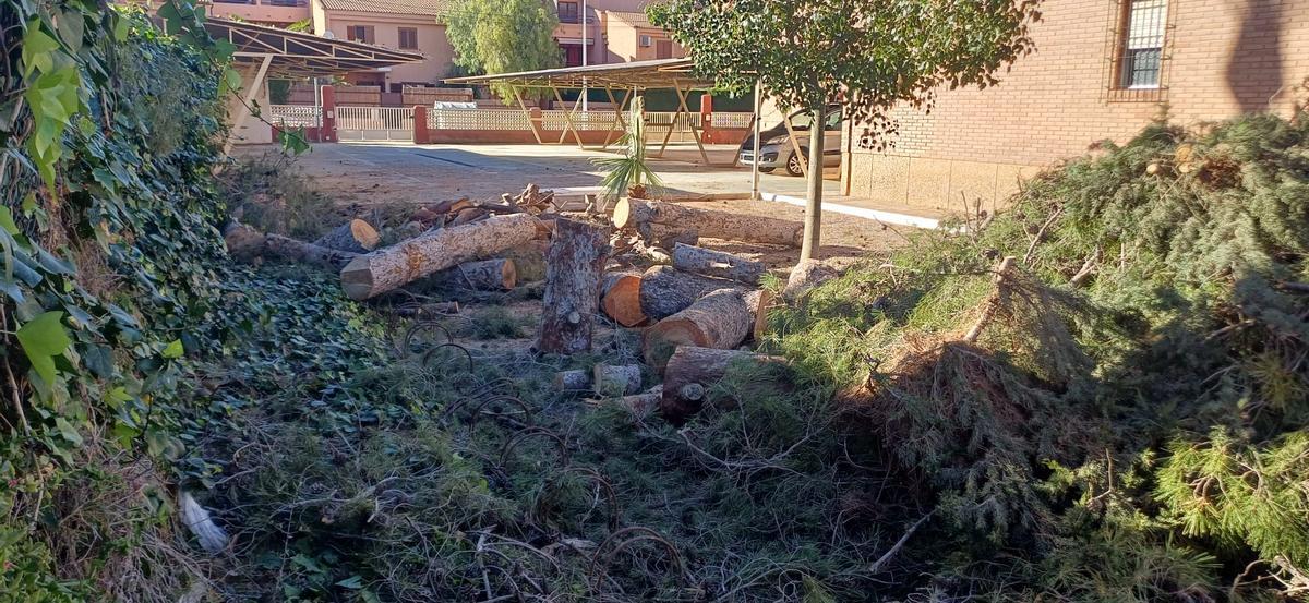 Troncos de gran diámetro y un tocón en la actuación de San Javier denunciada este martes por los vecinos.