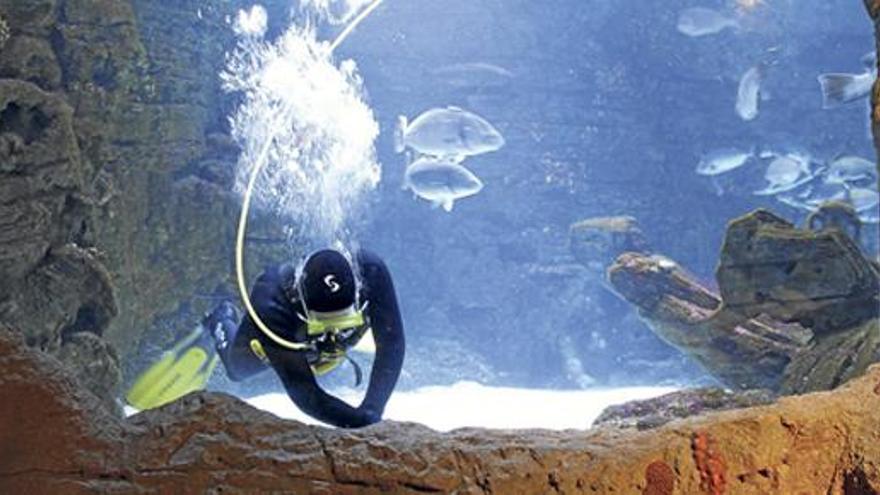 Blankgeputzte Scheiben für die Besucher: Ein Taucher reinigt eines der 18 Becken des Aquariums