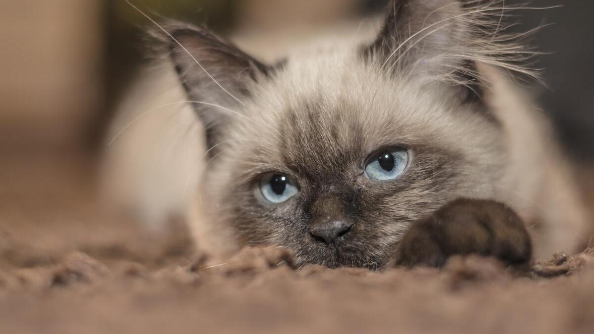 Estos son los consejos y trucos para calmar a un animal si se pone nervioso