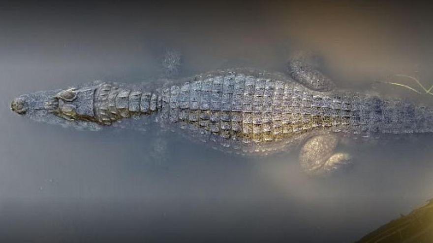 Caimanes invaden un centro comercial de Paraguay tras desbordarse el lago donde viven