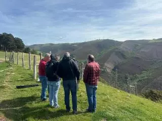 El Principado ensayará en Illano, a 950 metros de altitud, si  la secuoya roja, el cedro atlántico y el pino taeda son resistentes a los hongos