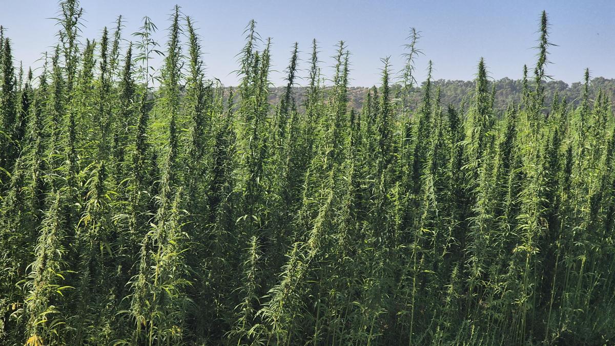 Plantas de cáñamo, que pueden llegar a alcanzar varios metros de altura.