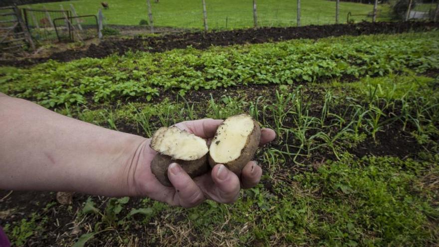 Las asociaciones vecinales recuerdan a la zona rural la prohibición de sembrar patatas