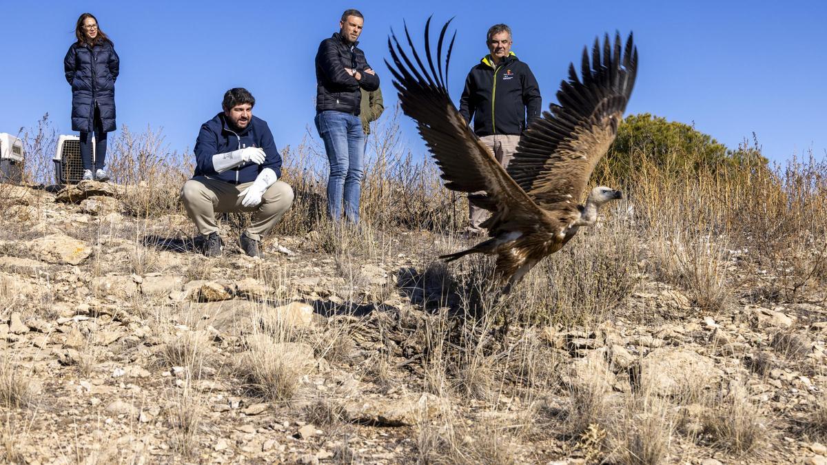 Suelta de dos buitres leonados en Mojantes