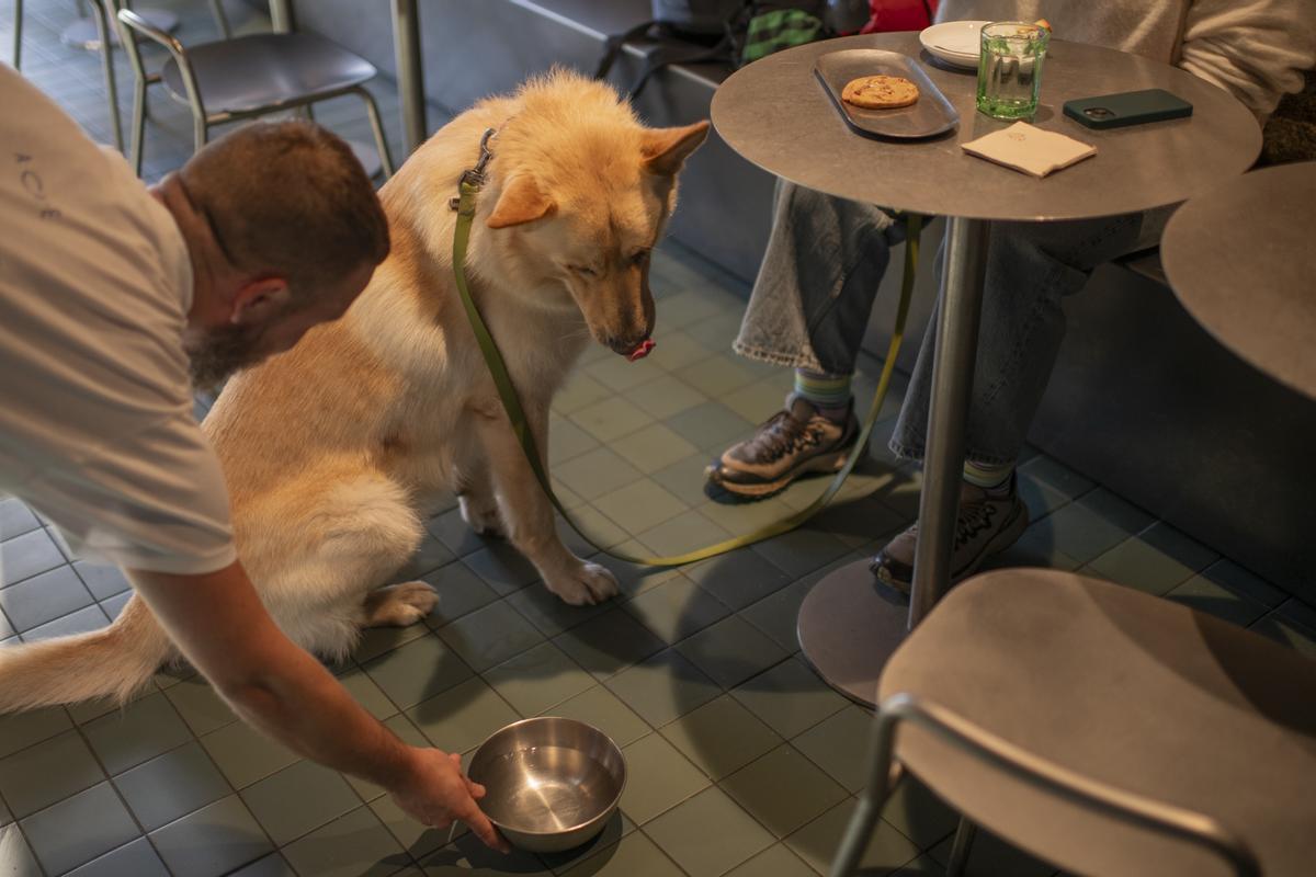 La Guía Repsol presenta los nuevos Soletes 'pet friendly'