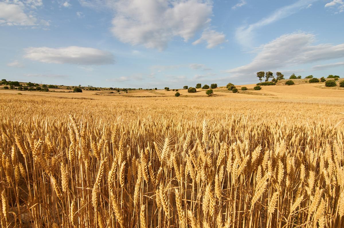 Campos de Castilla en verano