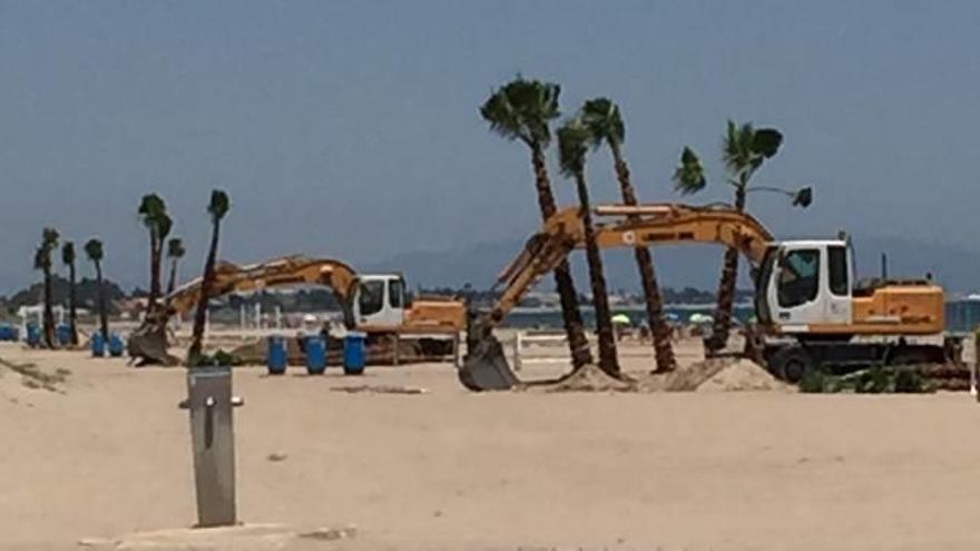 Las palmeras empiezan a  llegar a la playa de Canet