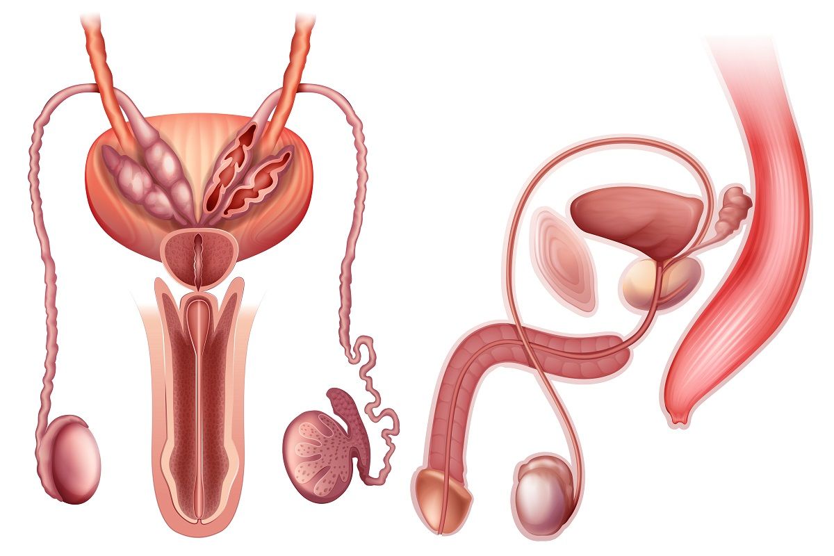Prótesis de pene: la sencilla y eficaz solución a la disfunción eréctil