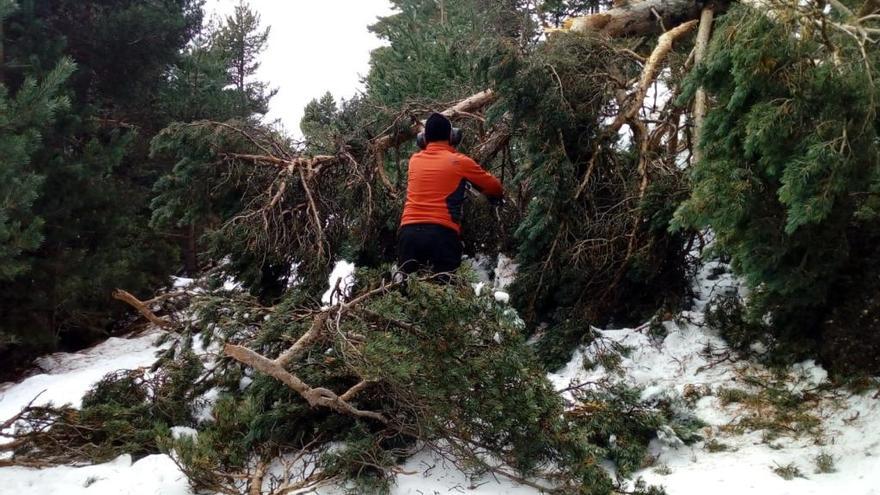 Un operari del parc treballant en la retirada d&#039;arbres caiguts