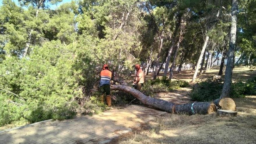 Egemasa actúa en el pinar de San Rafael para mejorar la seguridad