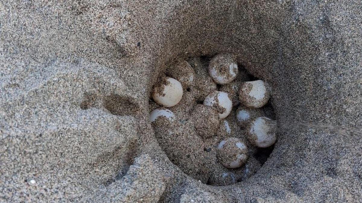 El niu d'ous de tortuga careta trobat aquest matí a la platja de l'Estartit.