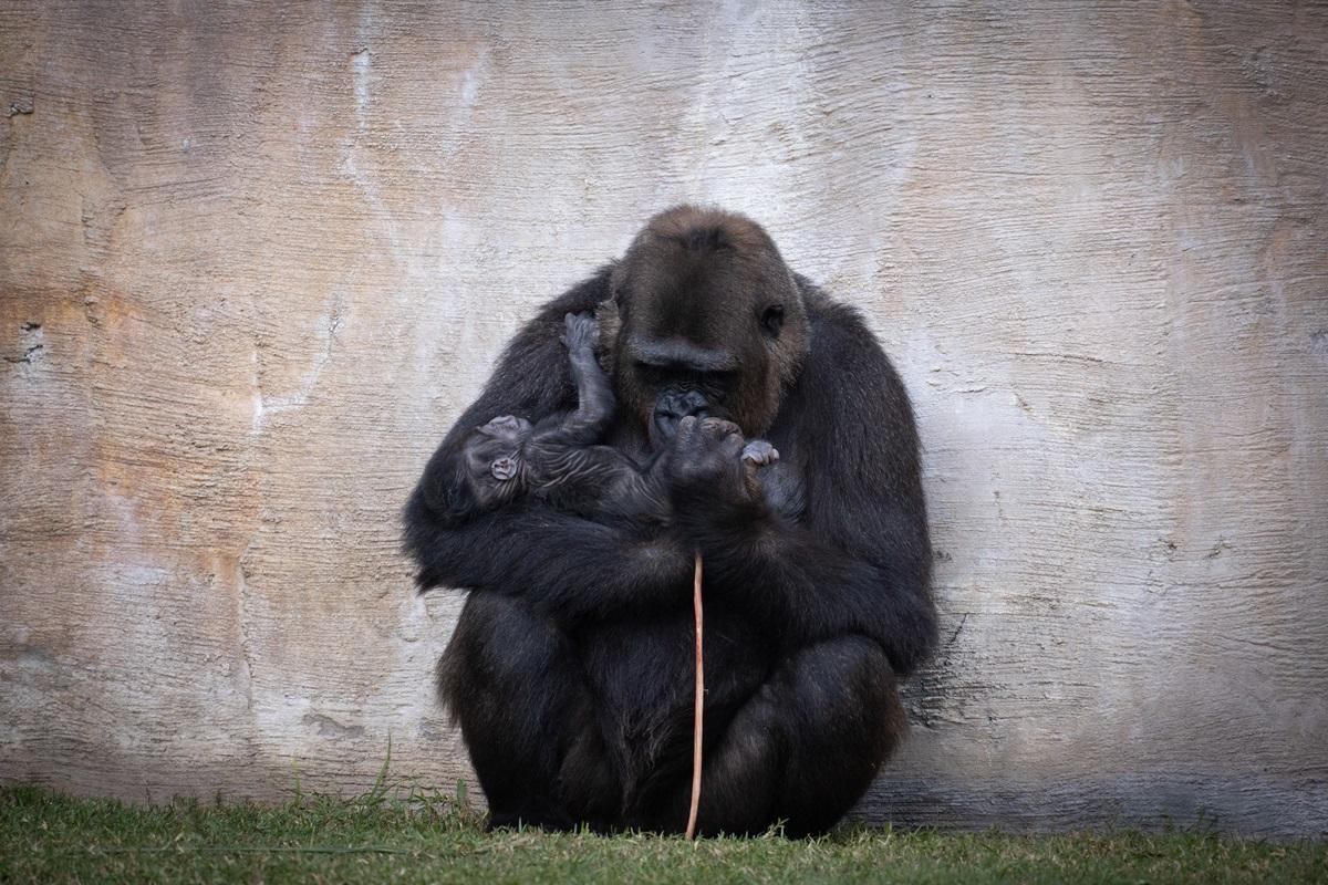 La madre gorila y su pequeño tras el parto