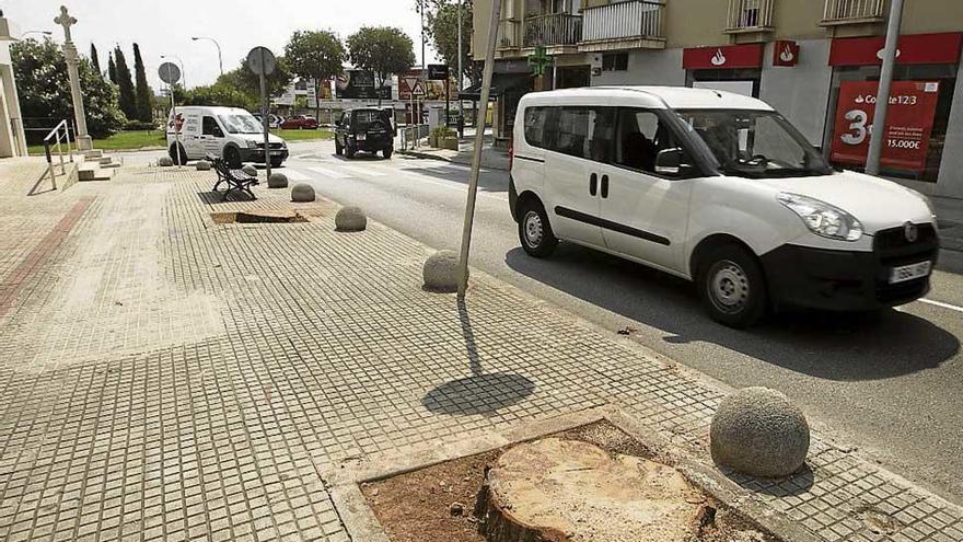 Los vecinos lamentan la pérdida de los enormes pinos.