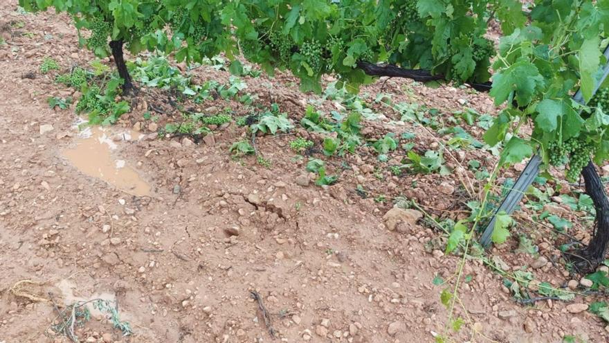 El campo acumula cinco episodios extremos con granizo en solo un mes  | FOTOS DE AVA/LA UNIÓ