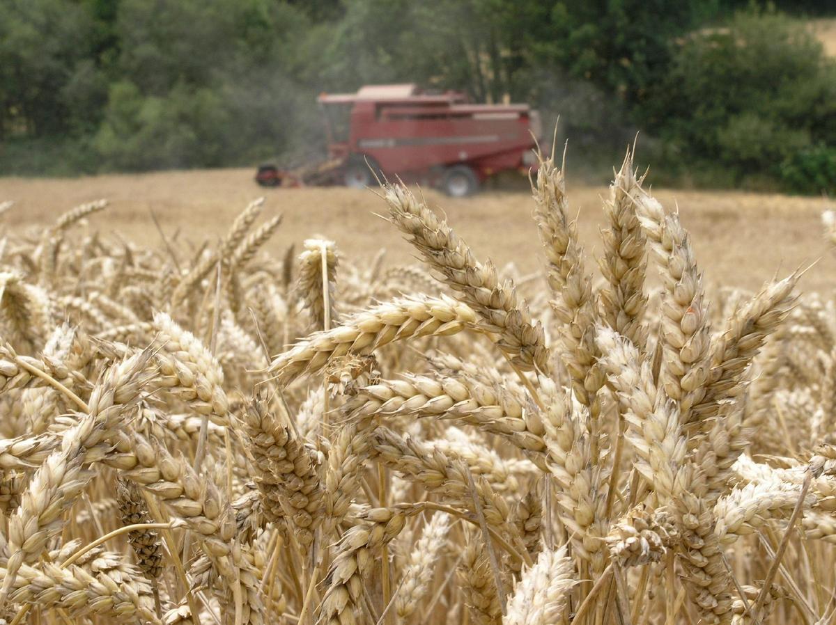 Una cosechadora recoge trigo en un campo cerca de Vitoria.