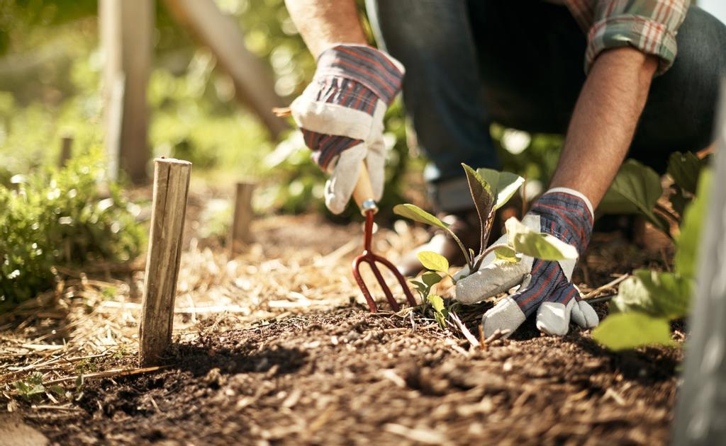 Plantar, cosechar y recolectar en una finca de Sevilla.