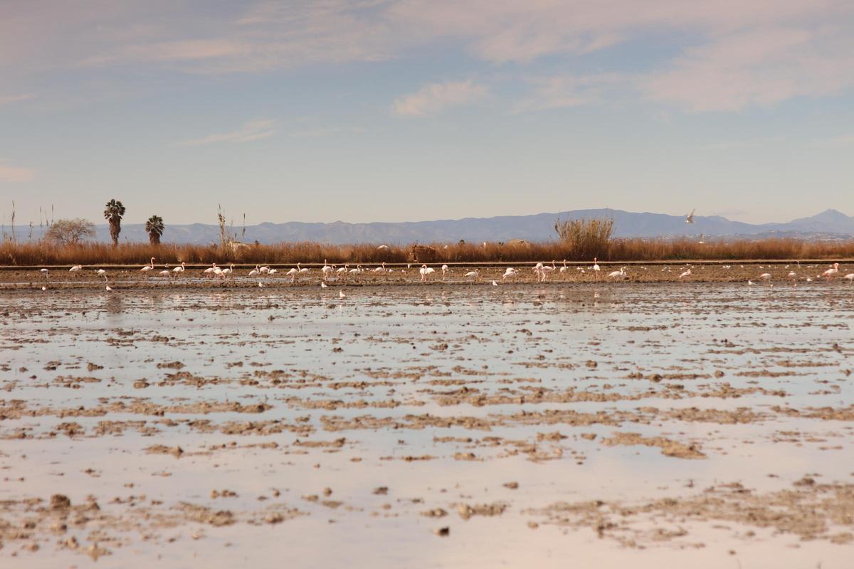 Flamencos en l'Albufera