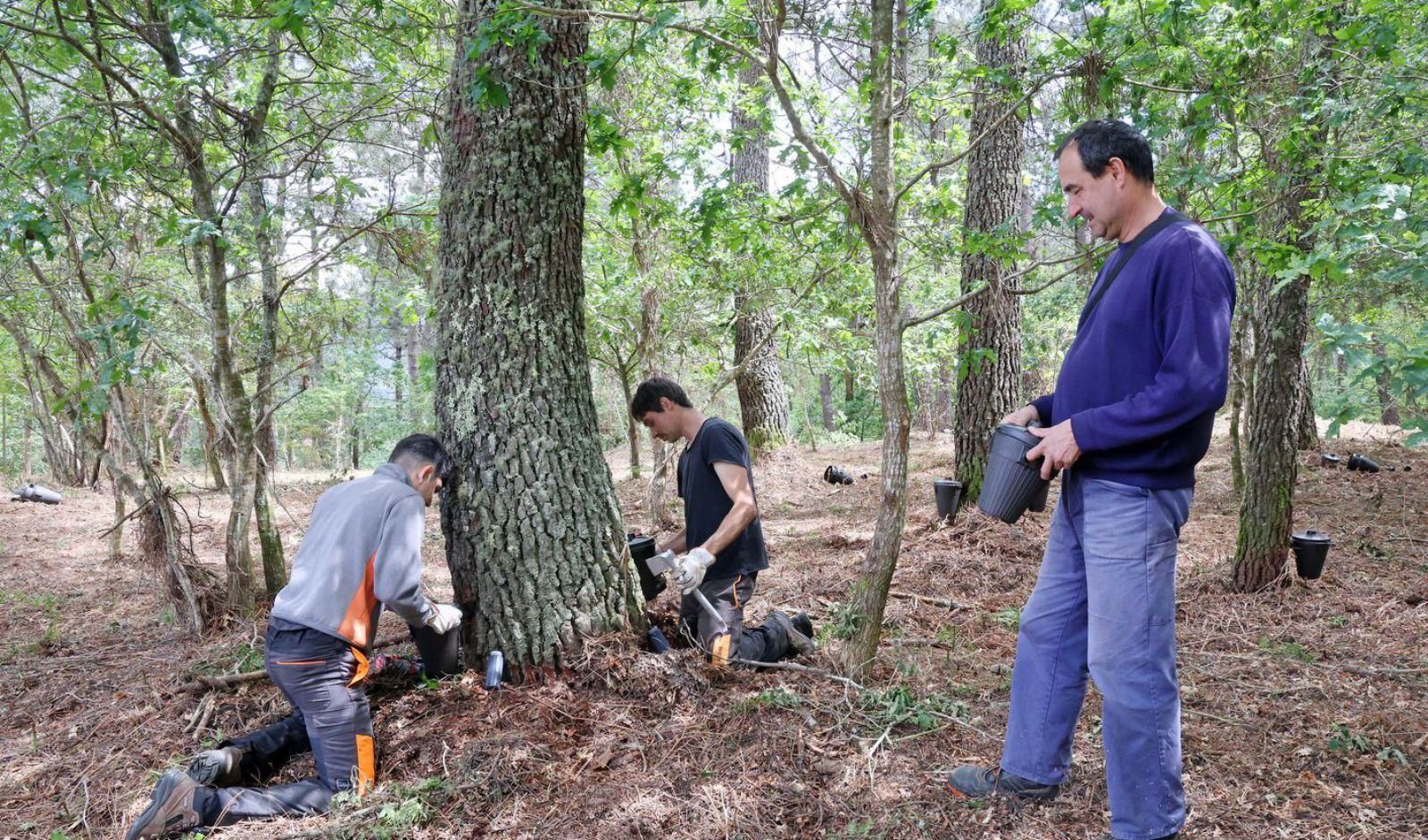 Xosé Antón Araúxo, presidente de la comunidad de montes de Couso, con los operarios de la explotación de resina de pino