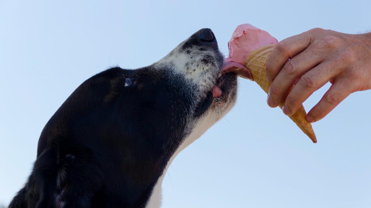 No darle alimentos humanos a los perros les ayuda a adelgazar.