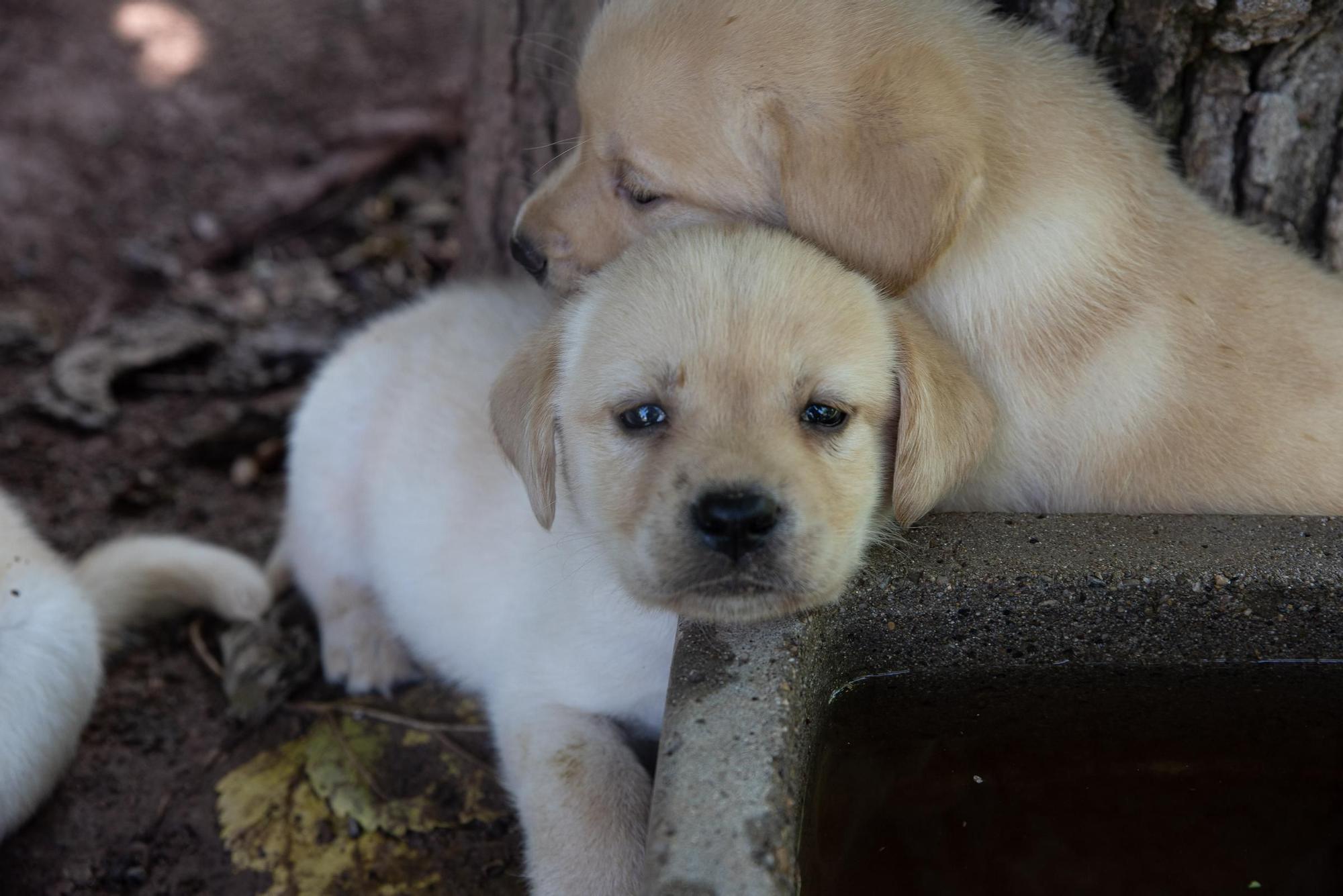 Residències canines: Goscan de Fonollosa