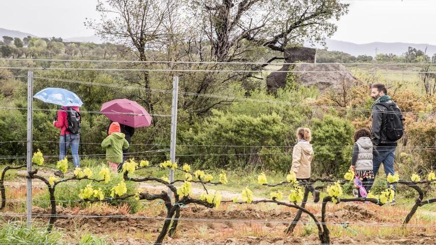 La marxa ntre vinyes de Capmany