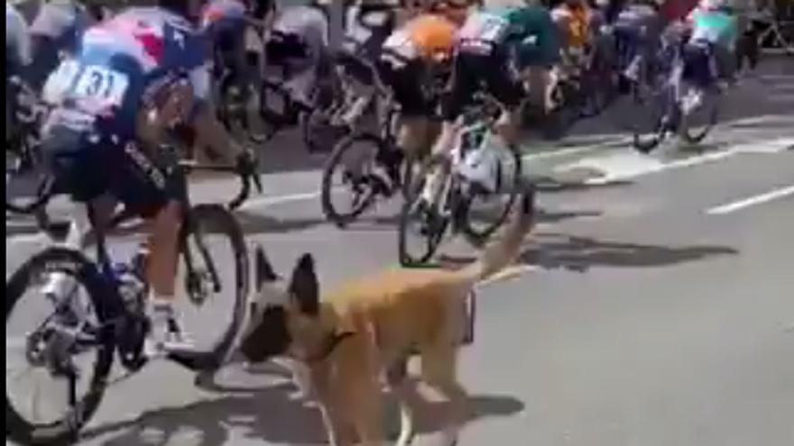 Un perro se escapa y se cruza entre los ciclistas y coches de La Vuelta