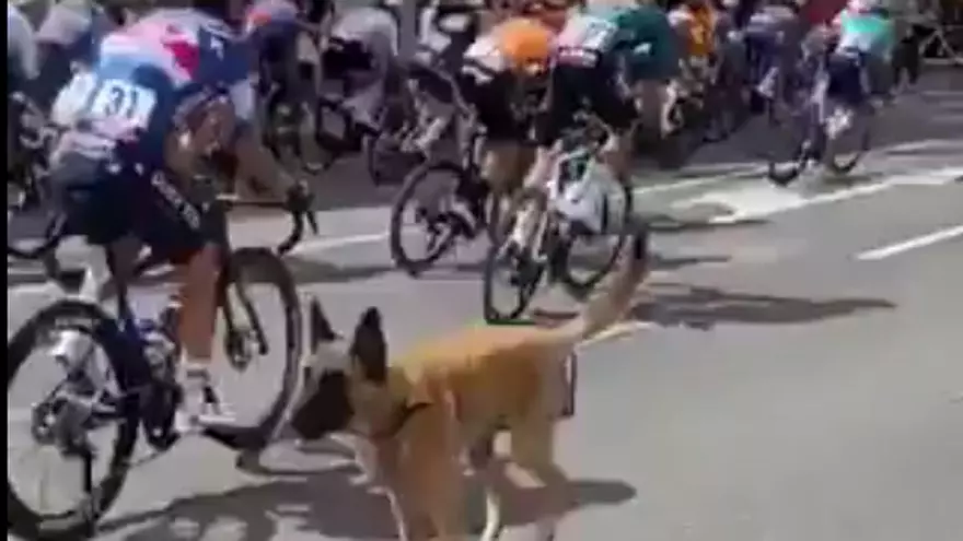 Un perro se escapa y se cruza entre los ciclistas y coches de La Vuelta