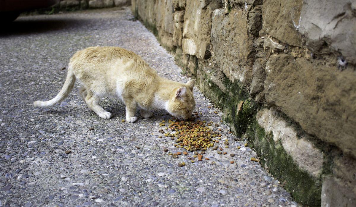 Muchos dueños de gatos todavía no lo saben: el microchip ya es obligatorio en toda España