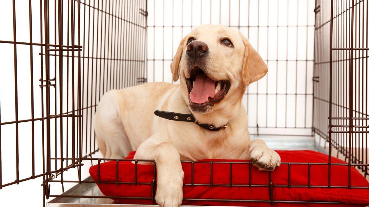 Un cachorro de labrador.