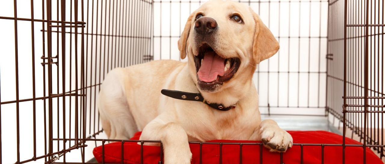 Un cachorro de labrador.