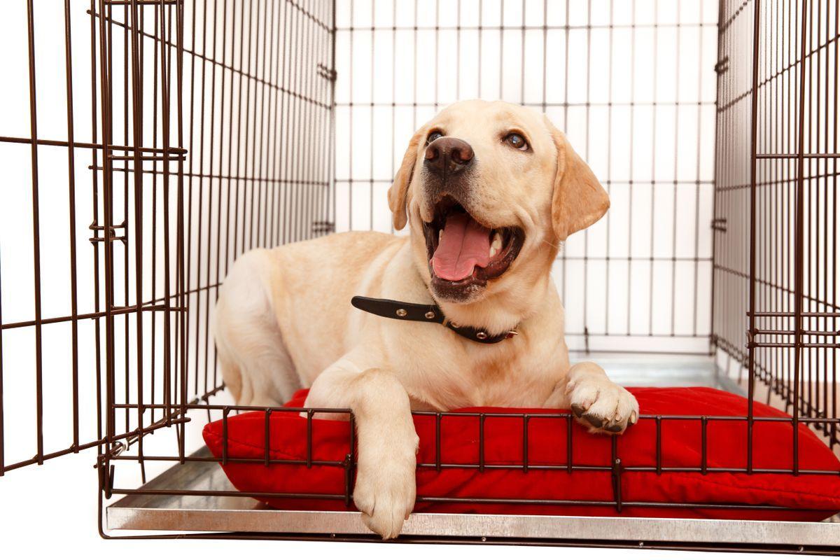 Un cachorro de labrador.