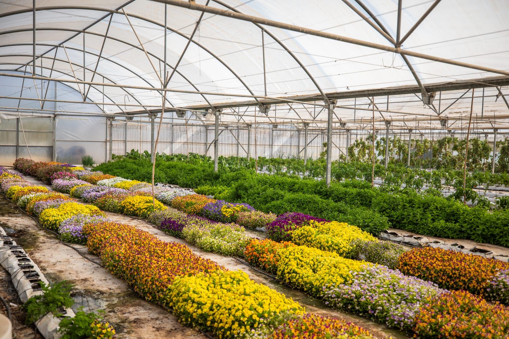 Farm to Fork: Estudiantes de España y Eslovenia visitan la finca agrícola de Hoteles Servigroup en Villajoyosa