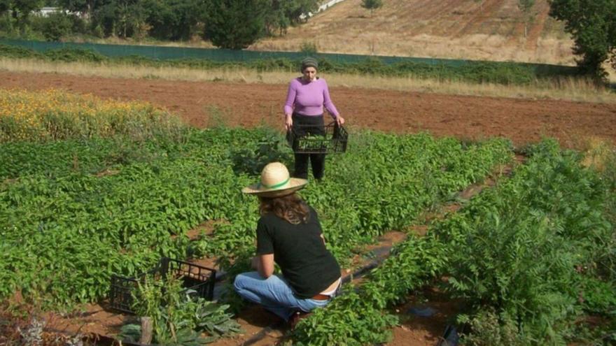 Las mujeres reciben menos de la tercera parte de ayudas de la PAC