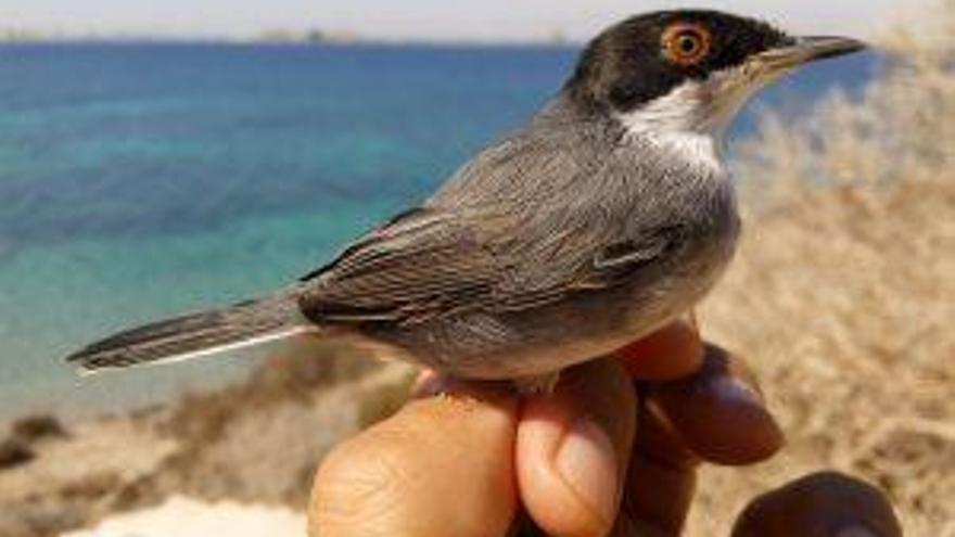 Curruca cabecinegra (Sylvia melanocephala) en Isla Grosa.