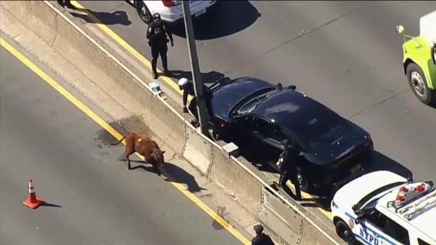 Una vaca causa el caos en una autopista de Nueva York