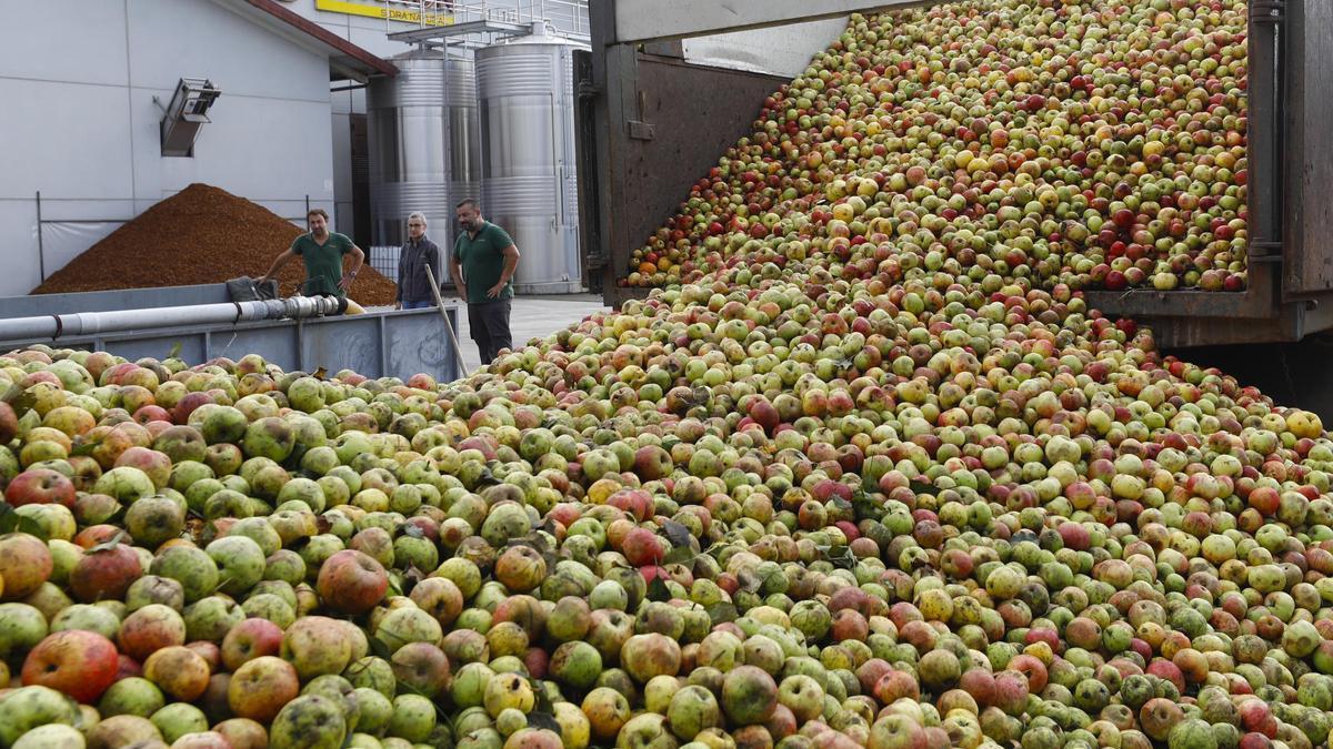 Labores de descarga de un camión de manzanas, en el llagar de Sidra Castañón en Quintueles (Villaviciosa).