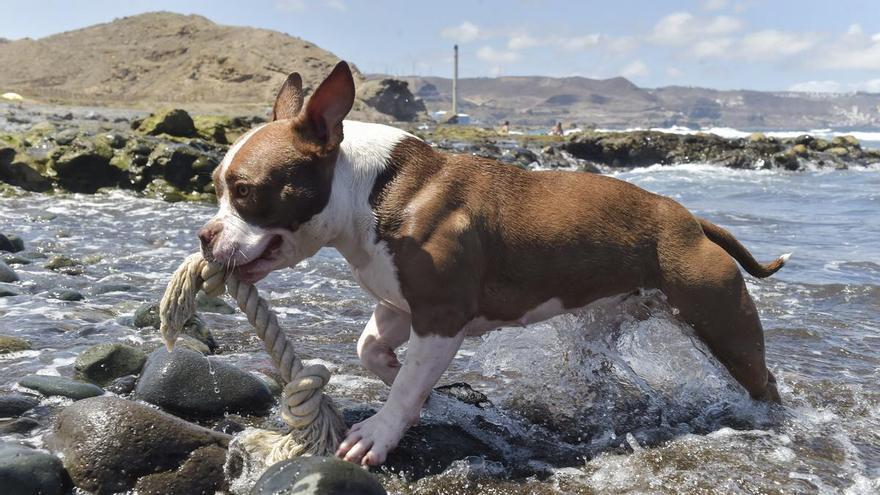 Los veterinarios llaman a la calma ante la leishmaniasis en Canarias