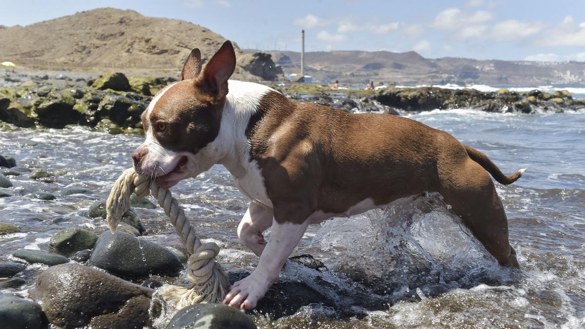 Un perro en una playa de Gran Canaria.