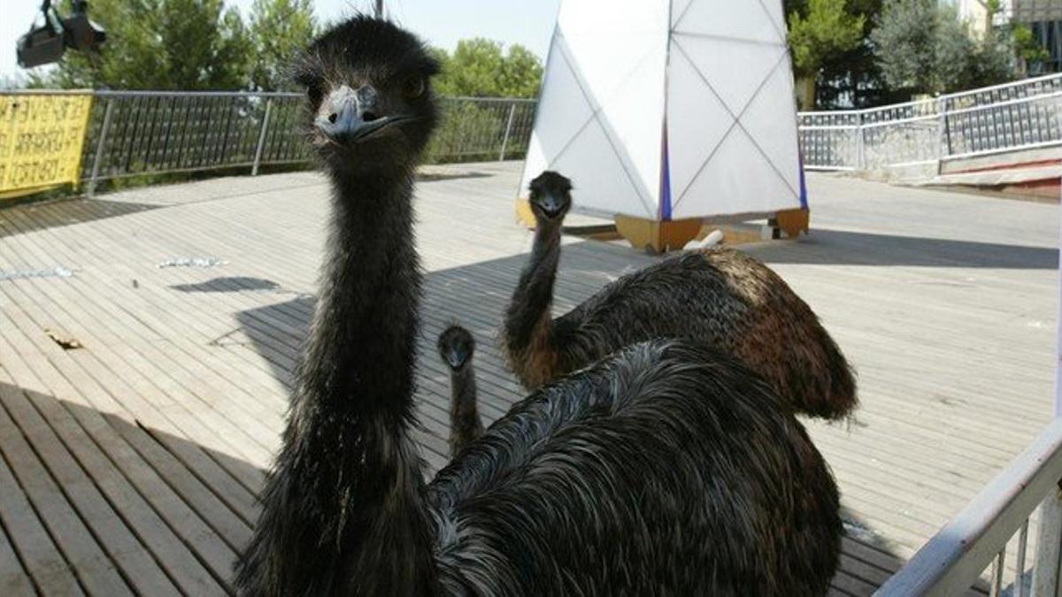 emu