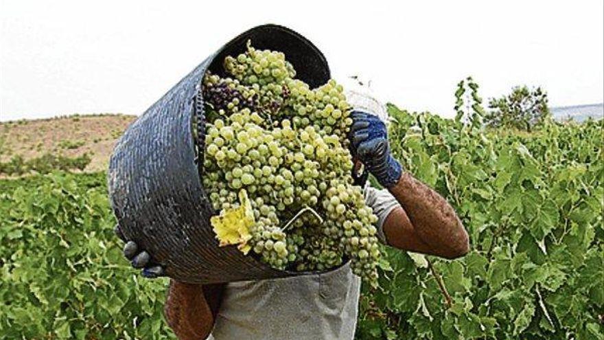 Reclaman medidas para atajar la crisis vitivinícola