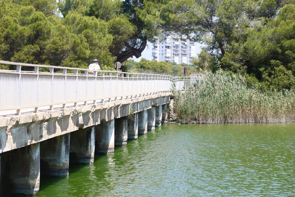 Vertido de agua verde en la playa del Perellonet