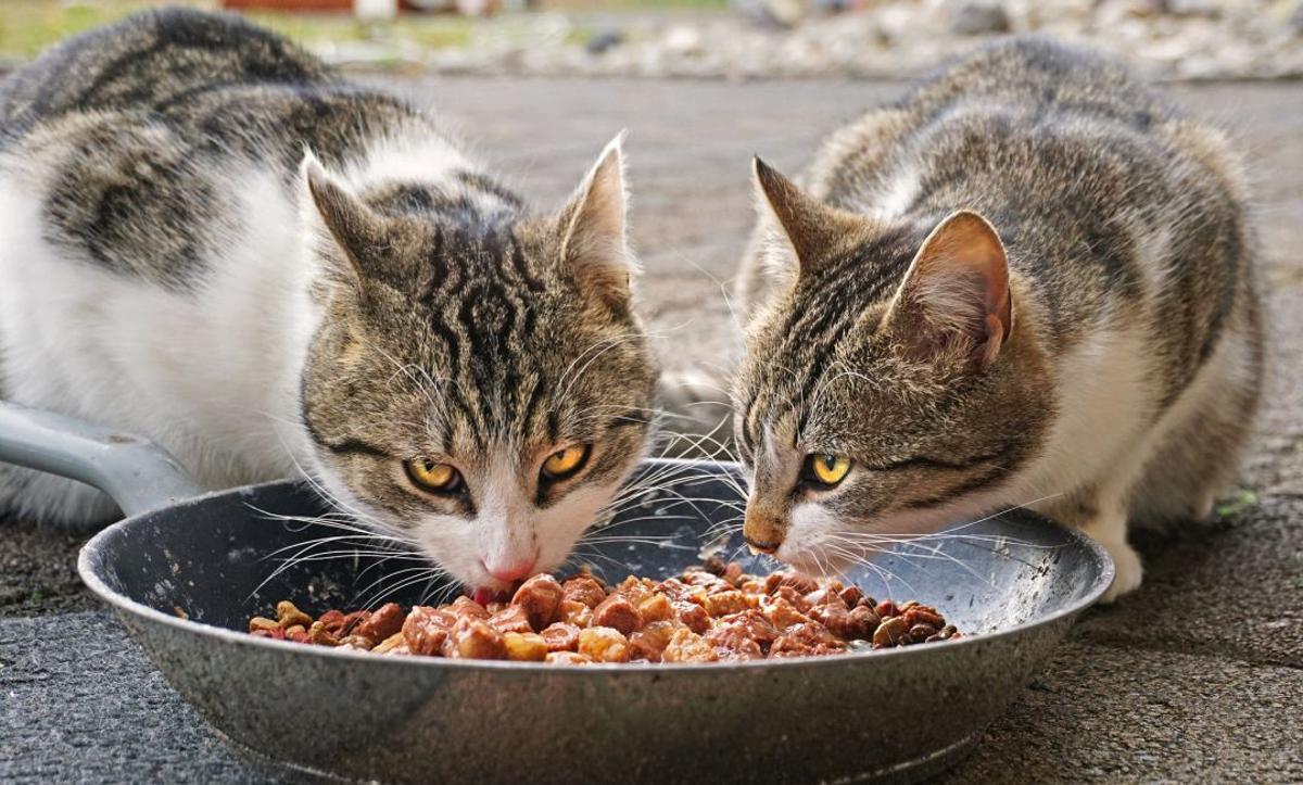 Dos gatos alimentándose